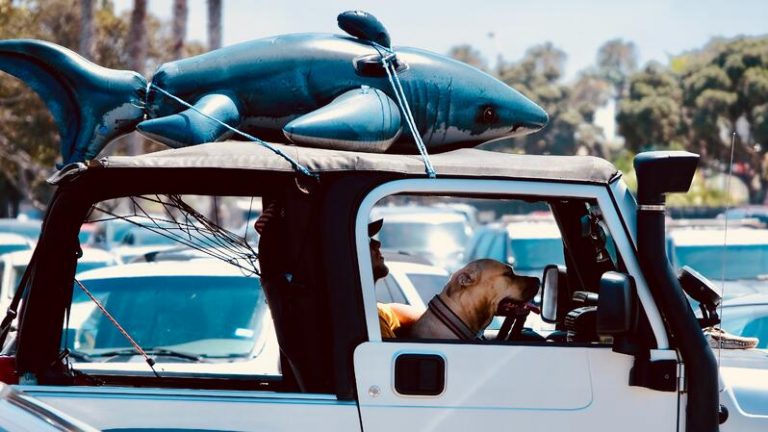 Een hond zit in een cabriolet naast de bestuurder, met een opblaashaai vastgebonden op het dak van de auto op een zonnige dag.