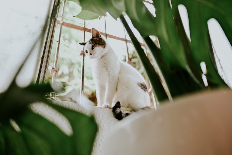 PetSecur top 10