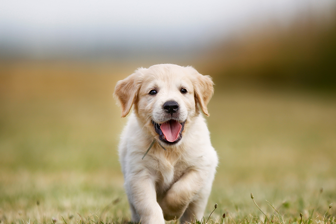 Kosten golden retriever PetSecur