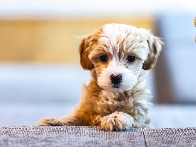 Een kleine, lichtbruine puppy kijkt nieuwsgierig over de rand van een bank, met een zachte en vertederende blik.