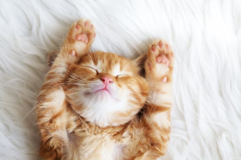 Een jonge oranje kitten ligt op zijn rug op een zachte witte ondergrond, met zijn pootjes omhoog en een ontspannen, tevreden gezicht.