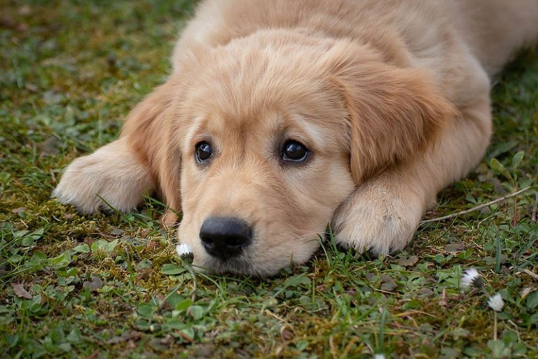 Een jonge golden retriever-pup ligt op het gras en kijkt met grote, donkere ogen voor zich uit.