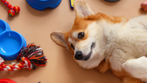Een rood-witte hond ligt ontspannen op zijn zij, omringd door speelgoed en voerbakjes op een egale ondergrond.