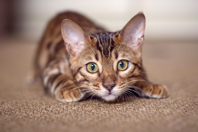 Een nieuwsgierige kat met een gevlekt bruin-zwart patroon ligt laag bij de grond en kijkt aandachtig recht in de camera.