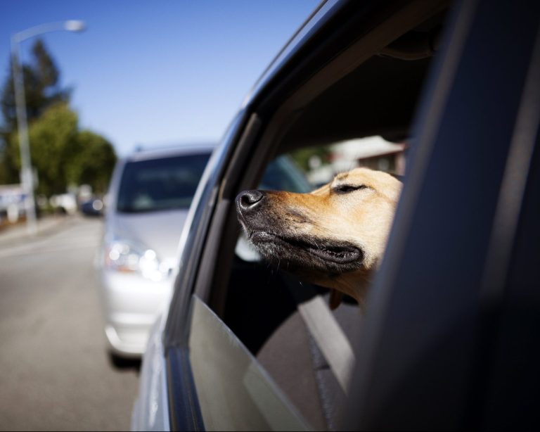 Een hond steekt zijn kop uit het raam van een rijdende auto en geniet met gesloten ogen van de wind.