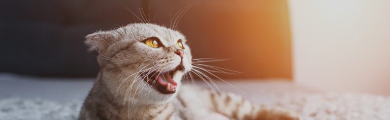 Een kat ligt op een zachte ondergrond en kijkt met open mond omhoog, terwijl warm licht vanaf de zijkant binnenvalt.