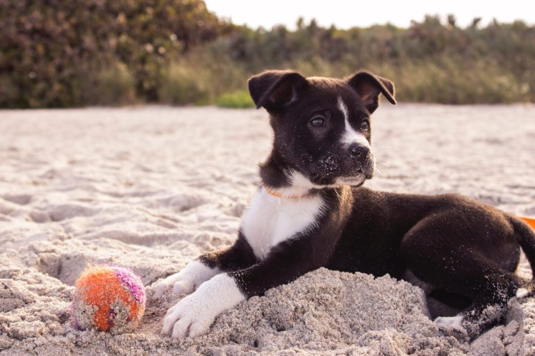 Een jonge zwarte pup met witte pootjes ligt in het zand op het strand naast een kleurrijke tennisbal.