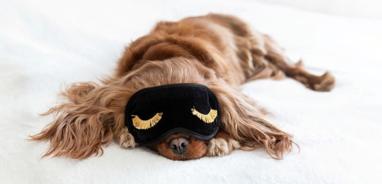 Een hond ligt op een bed met een zwart slaapmasker met gouden wimpers over zijn ogen.