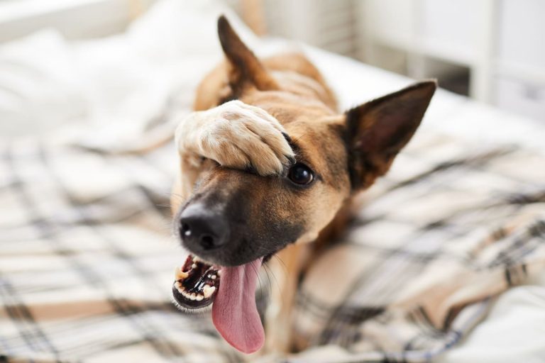 Een hond ligt op een bed terwijl hij met één poot speels zijn oog bedekt en zijn tong uitsteekt.