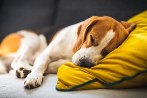 Een slapende puppy