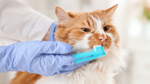 Dierenarts poetst gebit van een rood met witte kat met een blauwe vinger tandenborstel. PetSecur
