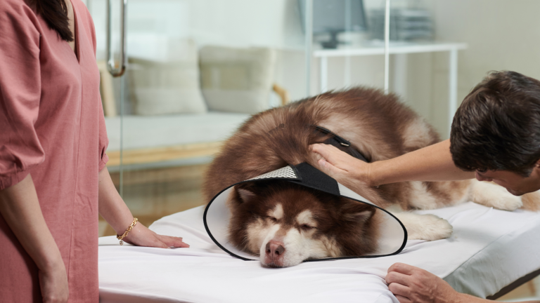 Bruin met witte hond ligt op de behandeltafel bij de dierenarts met een kraag om na de castratie. PetSecur
