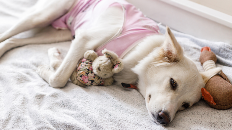 Een witte hond ligt op haar zij met een roze pakje aan na de sterilisatie. PetSecur