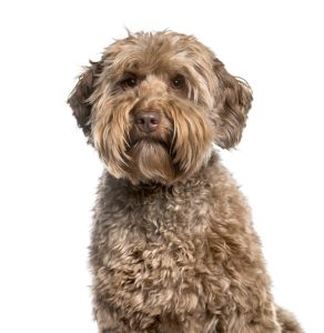 Labradoodle PetSecur