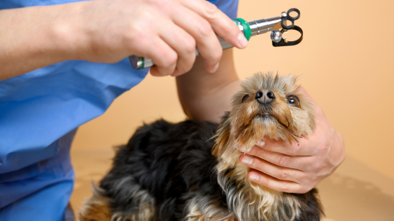 Bij een kleine hond met bruin-zwarte vacht wordt een oogonderzoek uitgevoerd door de dierenarts. PetSecur