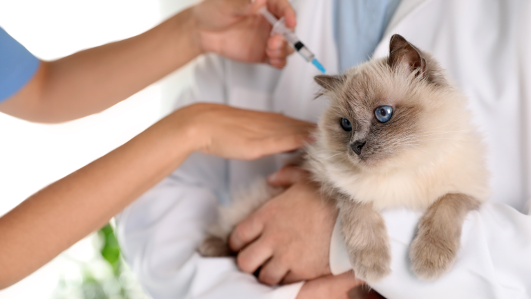 Een langharige kat met blauwe ogen wordt vastgehouden door een dierenarts in een witte lab jas en krijgt ondertussen een vaccinatie prik. PetSecur