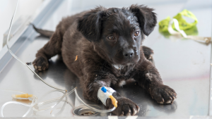 Intraveneuze kuur hond PetSecur