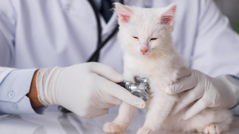 Een witte kitten wordt onderzocht door een dierenarts die handschoenen draagt, terwijl de kitten er wat slaperig en kwetsbaar uitziet.