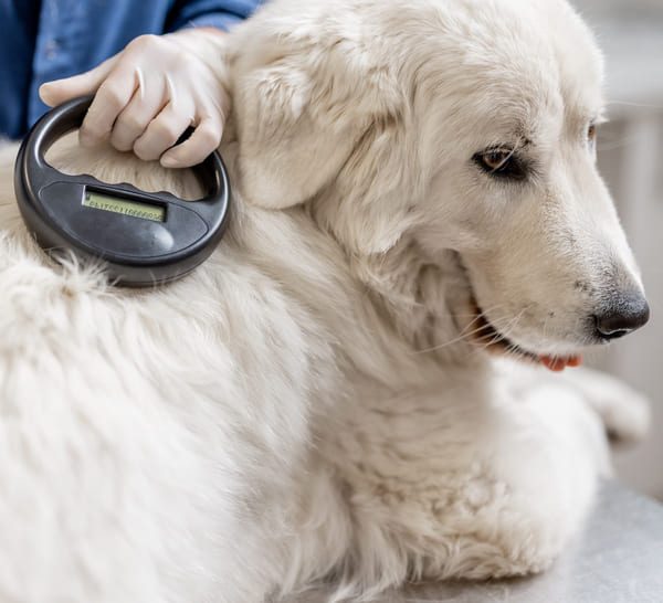 kosten röntgenfoto hond