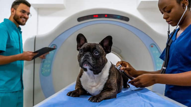 Een Franse bulldog ligt op een onderzoekstafel voor een MRI-scanner, terwijl twee dierenartsen hem onderzoeken.