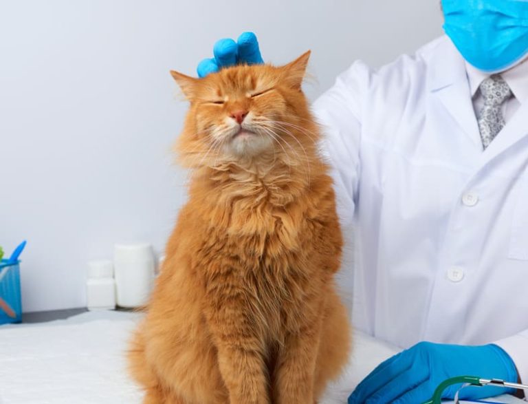 Een oranje kat zit op een behandeltafel bij de dierenarts, ogen half dicht, terwijl een dierenarts met blauwe handschoenen de kat zachtjes aait op zijn kop.