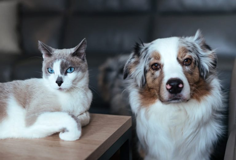 Een kat met blauwe ogen ligt ontspannen op een tafel naast een hond die recht in de camera kijkt, beide in een gezellige woonkamer