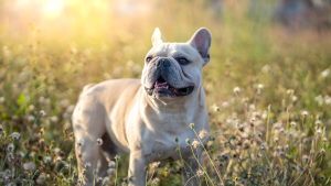 Franse Bulldog PetSecur