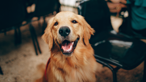 Golden Retriever PetSecur
