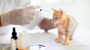 Kitten inenten kosten PetSecur