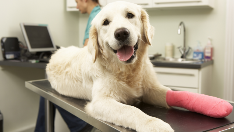 Een witte hond ligt op een behandeltafel bij de dierenarts, met een roze verband om één van zijn voorpoten, terwijl hij vrolijk in de camera kijkt.