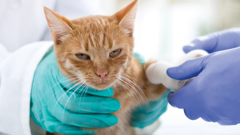 Een oranje kat wordt door een dierenarts verzorgd, terwijl zijn pootje voorzichtig wordt verbonden met witte zwachtels.