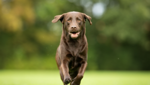 Labrador Retriever PetSecur