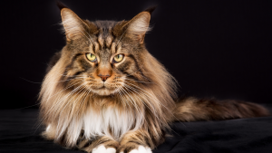 Maine Coon PetSecur