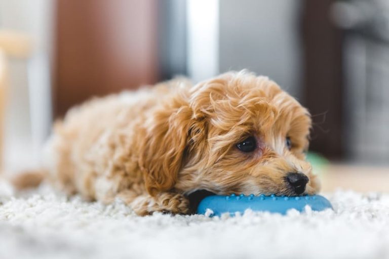 Een kleine, lichtbruine pup ligt op een zacht tapijt en kauwt op een blauw speeltje, terwijl hij met grote, nieuwsgierige ogen voor zich uit kijkt.
