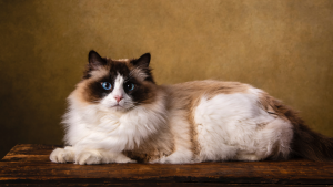 Ragdoll PetSecur