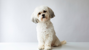 Shih Tzu PetSecur