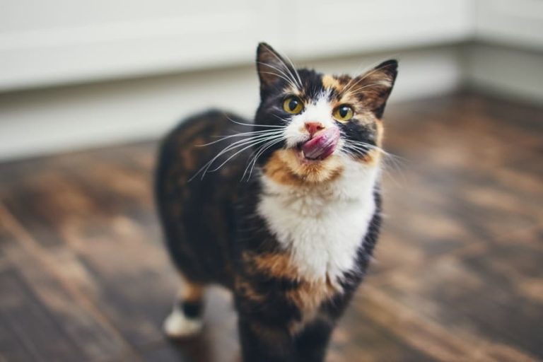 Een driekleurige kat staat op een houten vloer en likt haar neus, terwijl ze nieuwsgierig naar de camera kijkt.