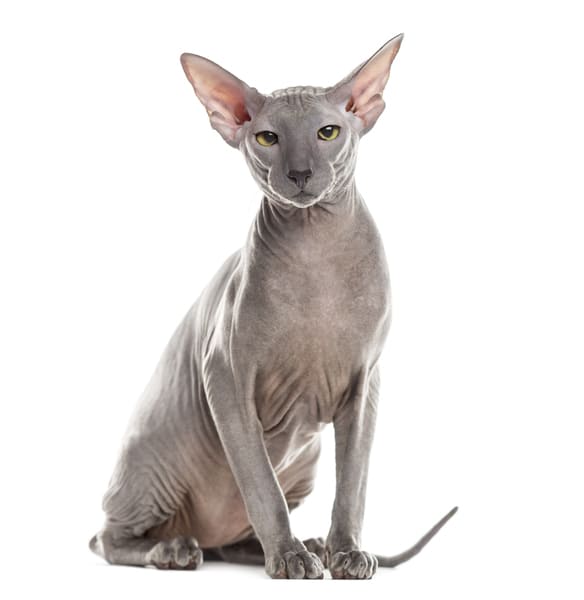 Peterbold kat