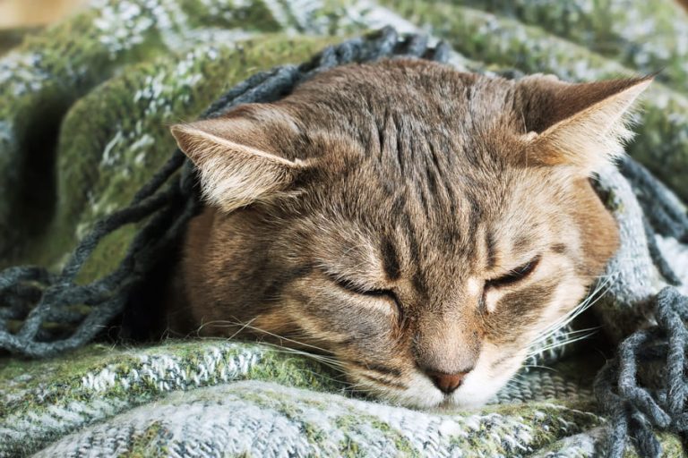 Een slapende kat ligt ingestopt onder een groen plaid, met gesloten ogen en een ontspannen houding.