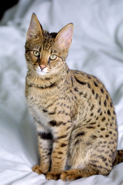 Savannah Kat
