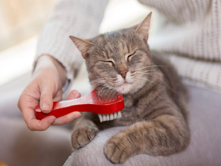 Een grijze kat ligt ontspannen op schoot terwijl iemand haar zachtjes borstelt met een rode borstel.
