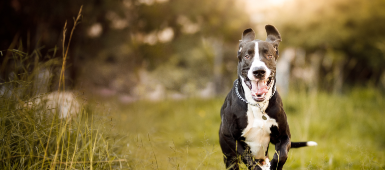 Een zwart-witte hond rent enthousiast door een grasveld met een vrolijke, open mond