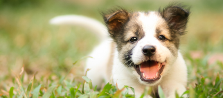 Een kleine pup ligt in het gras en kijkt vrolijk in de camera met een brede, speelse glimlach