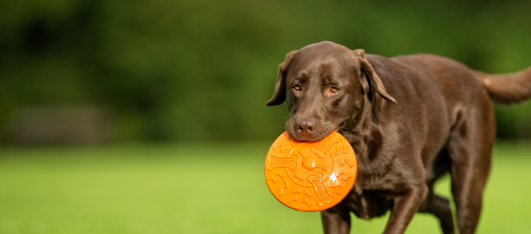 Een bruine hond loopt over een grasveld terwijl hij een fel oranje speeltje in zijn bek draagt.