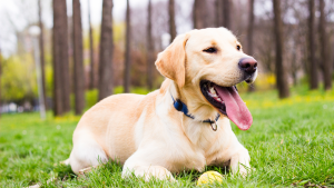 Een lichtgekleurde hond ligt ontspannen in het gras in een park, met zijn tong uit zijn bek en bomen op de achtergrond.