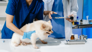 Een kleine, lichte hond staat op de onderzoekstafel bij de dierenarts, terwijl twee zorgverleners in blauwe kleding hem vasthouden en medische instrumenten klaarleggen.