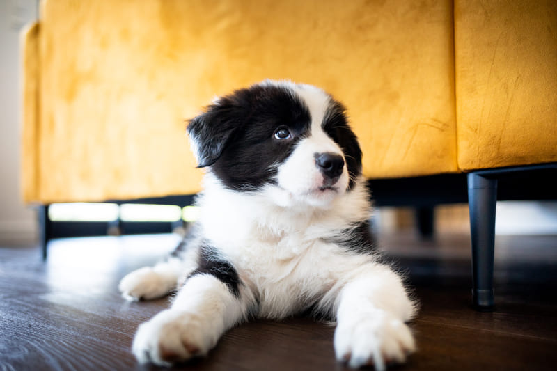 Wat kost een puppy?