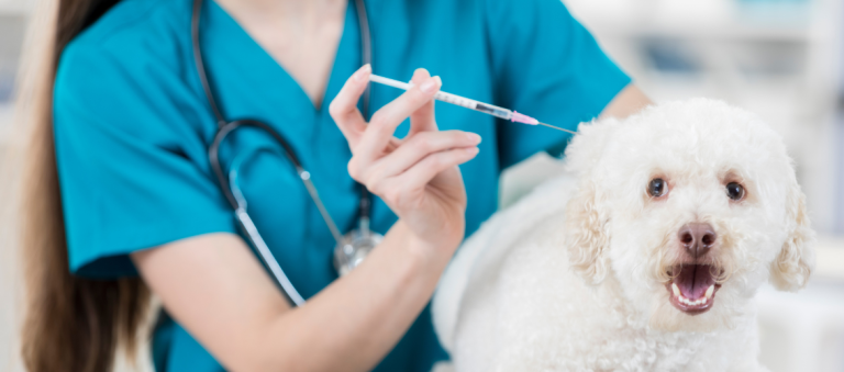 Een klein, witte hond krijgt een injectie van een dierenarts in blauwe scrubs, terwijl het dier verrast naar de camera kijkt.