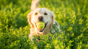 Golden Retriever met bal door gras PetSecur