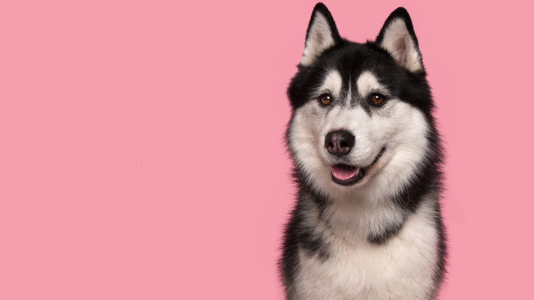 Een zwart-witte husky kijkt vrolijk in de camera tegen een roze achtergrond.